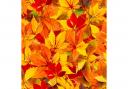 Fall autumn leaves seamless background - texture pattern for continuous replicate..