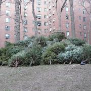 It's important to recycle Christmas trees to avoid scenes like this photo from New York in 2012.