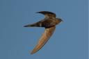 Swift bird in flight