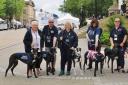 Makants Greyhound Rescue will be in Altrincham on Saturday May 6