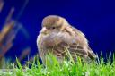 Fluffy Sparrow in Urmston