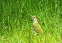 Reader Gillian Baker took this photo of a woodpecker in Dunham Park