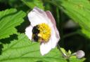 A bee at Bramall Hall