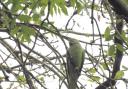 Reader Claire Evans took this photo of a ring necked parakeet at Sale Water Park
