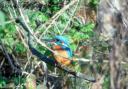 Steve Scrimgeour yook this photo of a kingfisher at the former William Wroe Folf Course