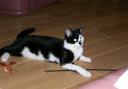 Elvis - black and white shorthair cat