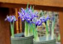 Miniature iris at Dunham Park, by Gill Baker, of Sale