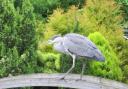 THIS picture of a heron setting its sights on koi carp in Timperley was taken by Dawn Shaw.