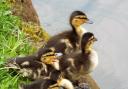 This picture of a clutch of mallard ducklings was taken along the banks of the Bridgewater Canal near Brooklands Bridge by Gill Baker, of Sale.
