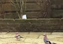 READER Rob Todhunter got a treat when these two jays appeared in his garden.