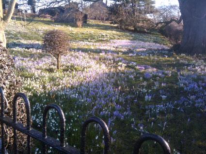 Ann Kelly of Sandwell Drive, Sale took this picture of crocuses in Little Bollington
