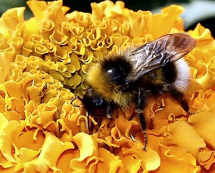 Graham Cliff of Raven Road,
Timperley,took this photo of a "busy bee" pollinating a bedding plant in Vicarage Garden Centre, Carrington
