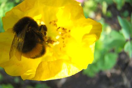 A bee collecting pollen from a yellow poppy in Hale by Amanda J Window of West Timperley
Altrincham
