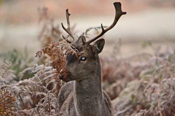 A young Stag decided a bit of camouflage might help attract the ladies during the rut at Dunham Massey by Maureen Danson
of Davyhulme
