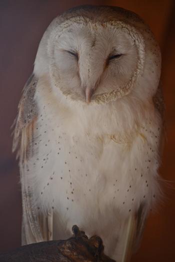 A sleepy barn owl by Maureen Danson of Heston Drive, Davyhulme
