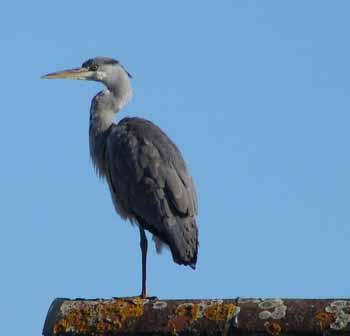 A heron on a roof in Sherway Drive, Timperley by Colin Jones
