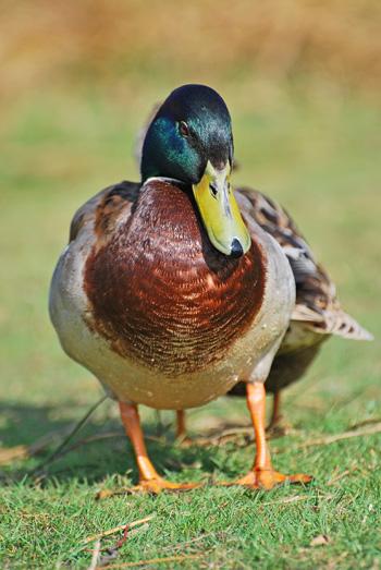 A male mallard duck at Dunham Massey Park by Maureen Danson of Davyhulme
