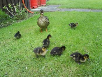 Nigel Holmes of Brown Street, Altrincham captured these ducks on film at Carnforth 