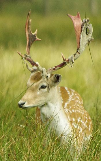A picture of a young stag at Dunham Park by Amanda J Window, St Albans Crescent, West Timperley
