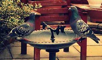 Keira Hammond, aged 14, took this picture of two pigeons