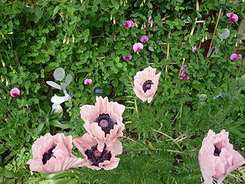 Poppies in my suburban garden. Kay Douglas, Sale
