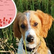 An interactive map has revealed where deadly Alabama Rot is in the UK.