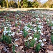 Signs of spring as snowdrops bloom in the winter garden at Dunham Massey