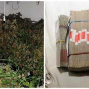 Cannabis and £15,000 in cash was seized during an investigation