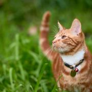 Cats can wear collars but it's not mandatory for pet owners to provide them