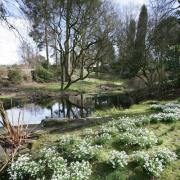 The snowdrops at Rode Hall