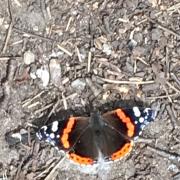 This photo of a Red Admiral was taken by reader Rob Todhunter