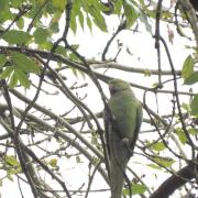 Reader Claire Evans took this photo of a ring necked parakeet at Sale Water Park