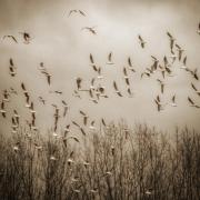 Blackheaded gulls flying over Carrington Moss