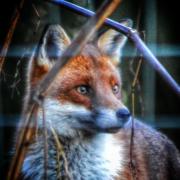 Red fox on Carrington Moss