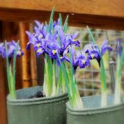 Miniature iris at Dunham Park, by Gill Baker, of Sale