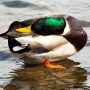THIS picture of a mallard drake preening itself on Sale Water Park was taken by Gill Baker, of