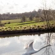 This picture of a swan taking off at Bridgewater canal, Dunham Massey, was taken by Allan Simper, of Cheam Road, Timperley.