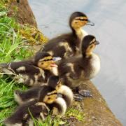 This picture of a clutch of mallard ducklings was taken along the banks of the Bridgewater Canal near Brooklands Bridge by Gill Baker, of Sale.