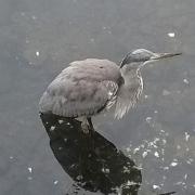 This picture of a young heron was taken at Sale Water Park by Anne Lett