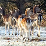 AFTER a frosty start to the morning in Dunham Park, reader Gill Baker, from Sale, captured this image of a small group of fallow deer wait for breakfast.If you have a picture you would like to see published on this, page, send it with your details and a