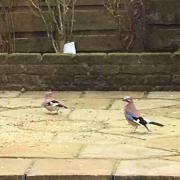 READER Rob Todhunter got a treat when these two jays appeared in his garden.