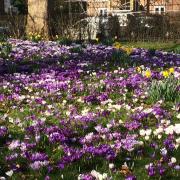 READER Sara O’Brien was enjoying a glorious walk in Platt Fields on Wednesday last week when she took this spring-like picture.If you have an image you would like to see published on this page, send it with your details to
