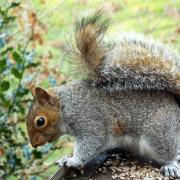 THIS grey squirrel was photographed looking over the edge of the bird table at the A W Boyd Observatory at Rostherne Mere, Cheshire by reader Gill Baker, of Sale.If you have a picture you would like to see published on this page, send it with your