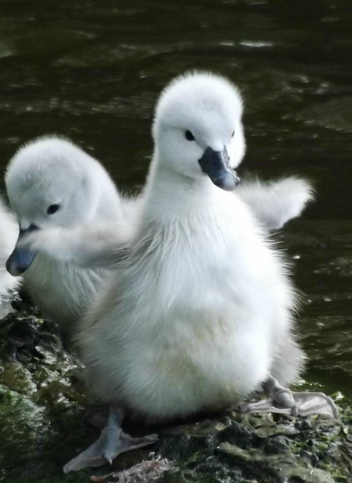 A one day old cygnet at Lymm Dam, pictured by Gillian Baker of Sale