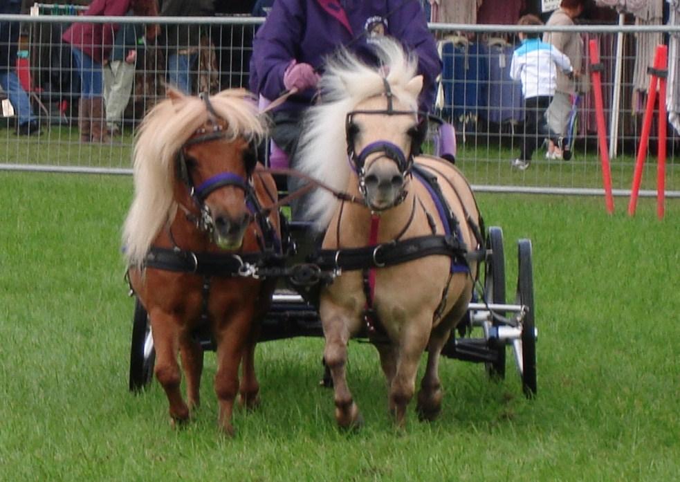 `A brace of Shetlands at the scurries'. The picture was taken at the Cheshire game and country fair, by Dave Maunder