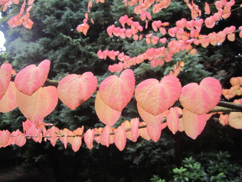 Katsura tree in its autumn colours, by John Weightman
