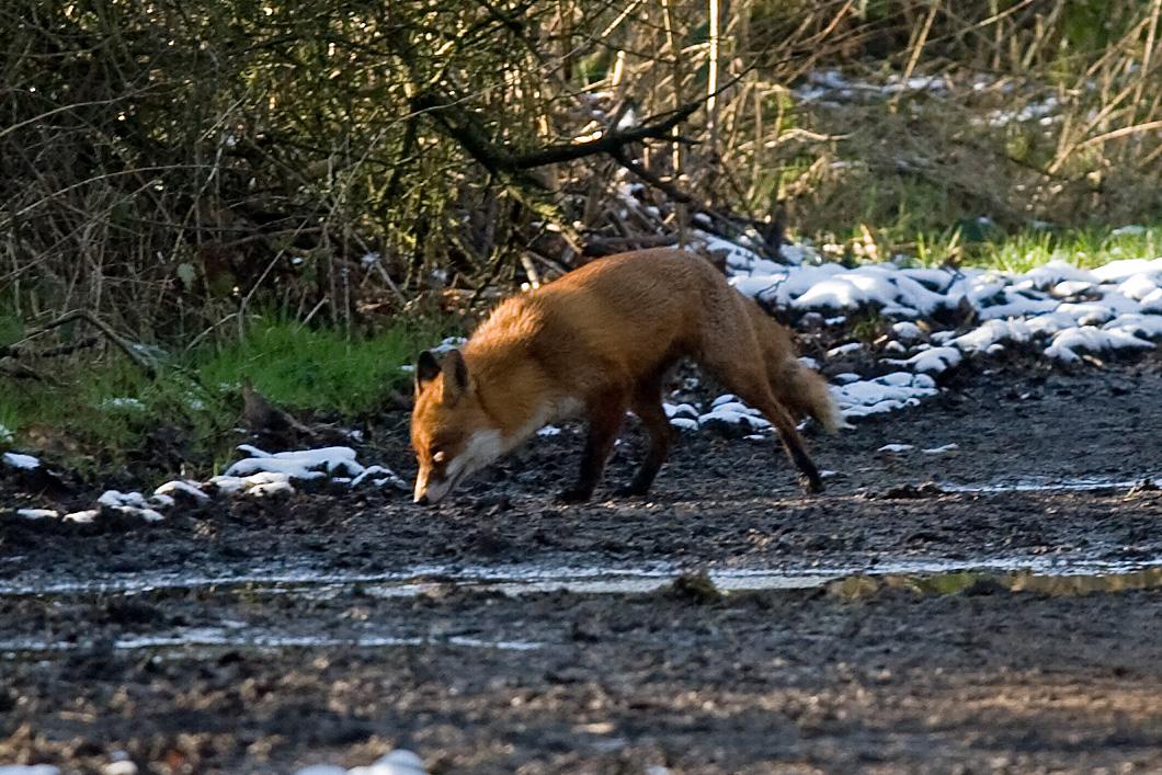 Foxes by the River Mersey near the Carrington Spur
bridge, Ashton-on-Mersey, by Tony Cropps
