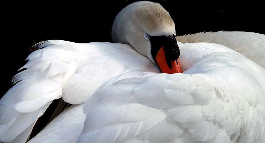 Sleeping swan, by Gillian Baker, from Sale
