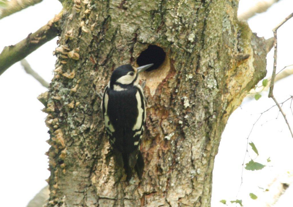A woodpecker  at Sale waterpark, taken by  roy ridler, from Sale
