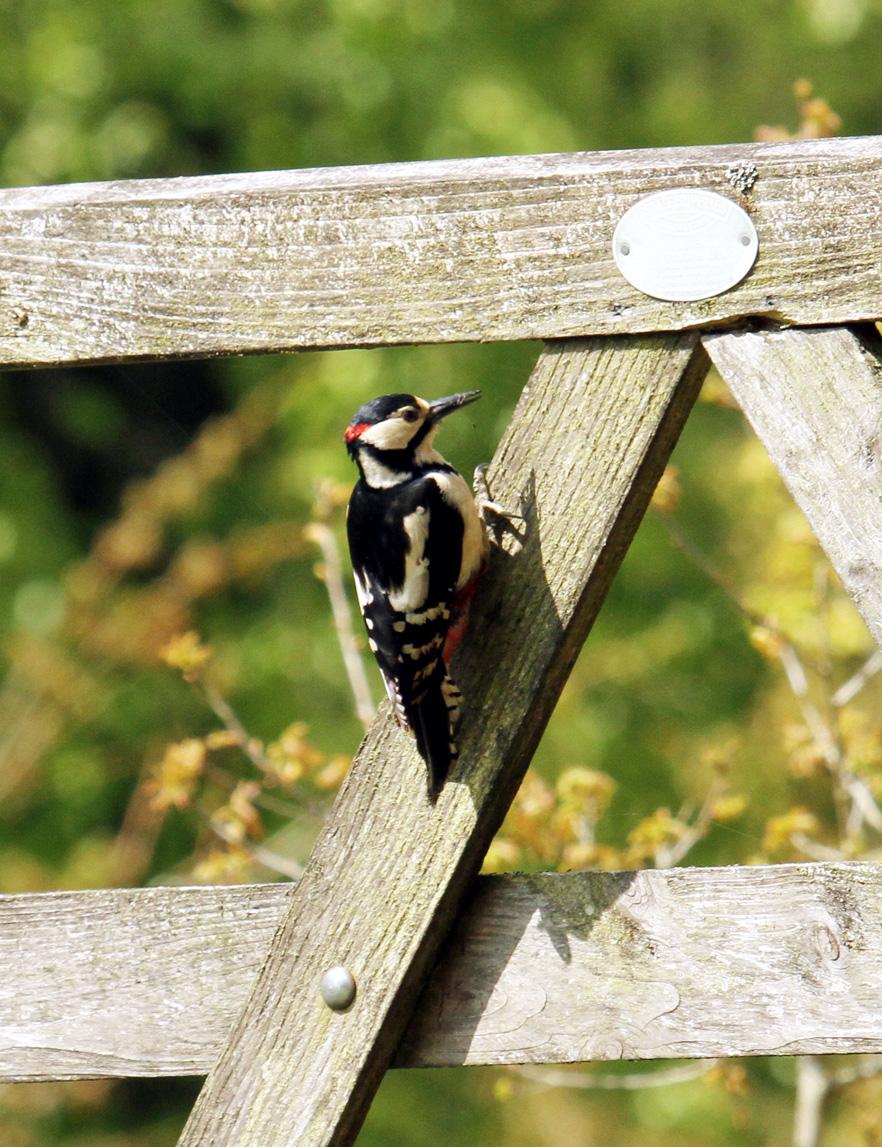 Great Spotted Woodpecker in Dunham Park by Gerard Lee